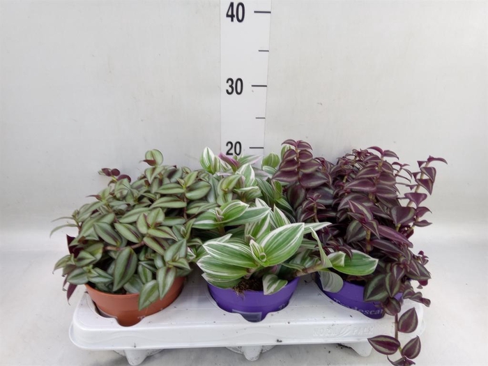 <h4>Tradescantia   ...mix</h4>