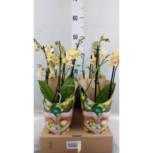 Phalaenopsis  'Bolgheri Lemon'