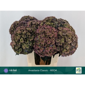 Hydr Anastasia Classic 60 cm Vicini