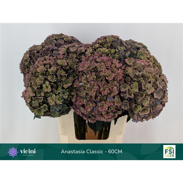 <h4>Hydr Anastasia Classic 60 cm Vicini</h4>