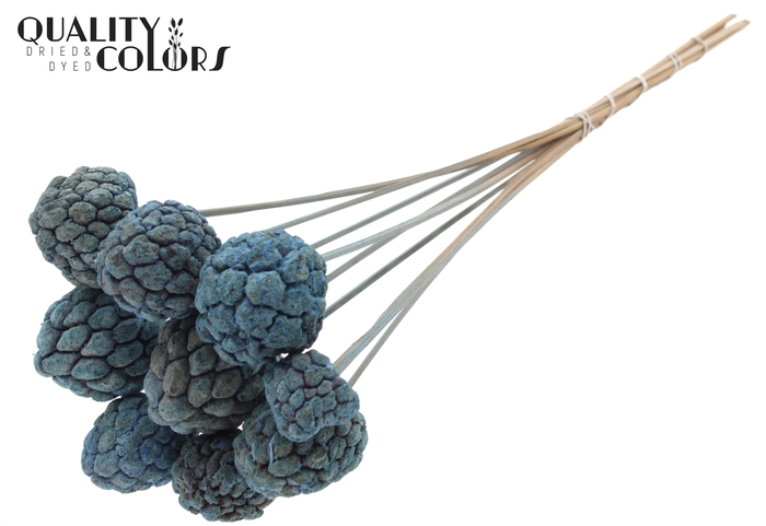 Atta Fruit on stem Bleached Frosted Light Blue