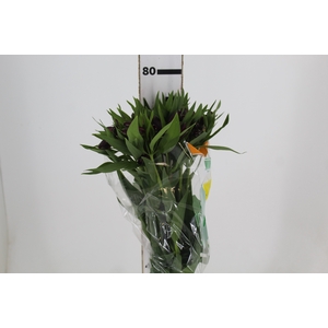 ALSTROEMERIA POMPEII 080 CM