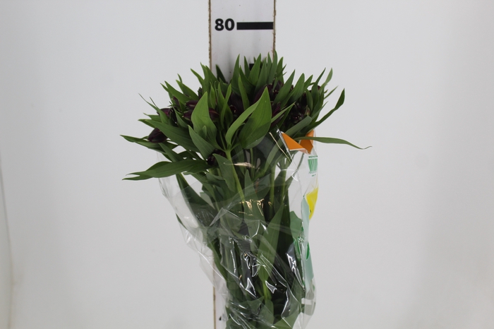 <h4>ALSTROEMERIA POMPEII 080 CM</h4>