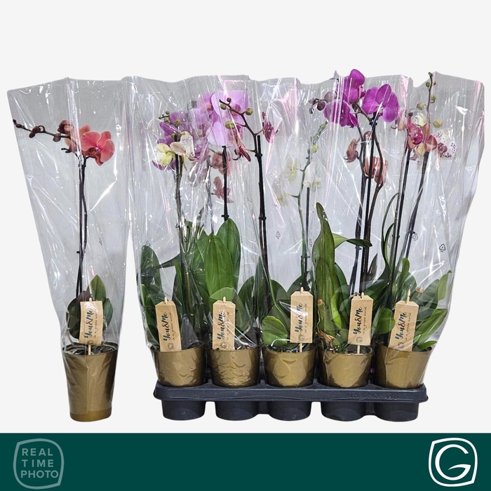 <h4>PHAL GEM 4 KL</h4>