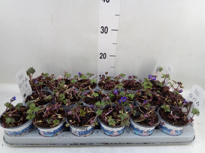 <h4>Anemone blanda 'Blue Shades'</h4>