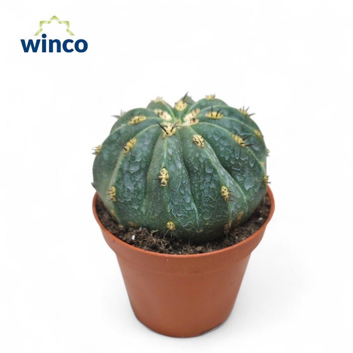 <h4>Melocactus Maxonii</h4>