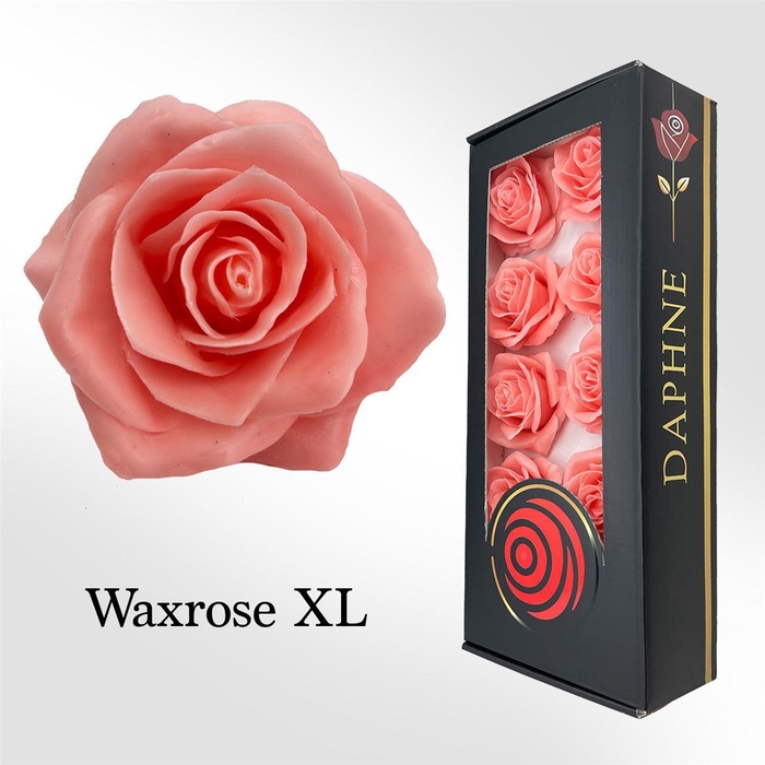 <h4>Wax Rose Xl Pink</h4>