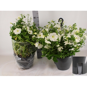 HANGING BASKETS