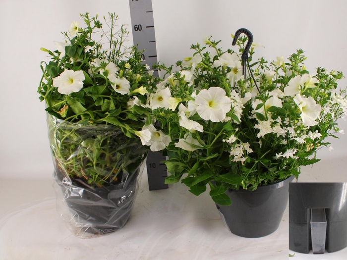 <h4>HANGING BASKETS</h4>