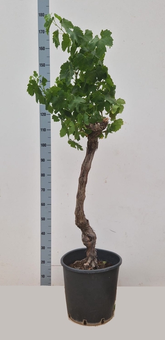 VITIS VINIFERA