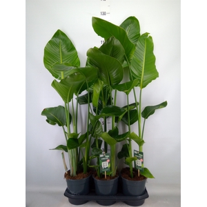 Strelitzia nicolai