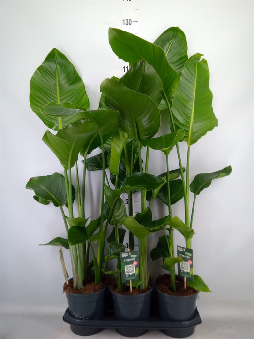 <h4>Strelitzia nicolai</h4>