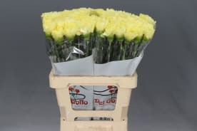 <h4>DIANTHUS ST DILETTA</h4>