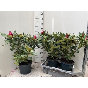 RHOD CAT NOVA ZEMBLA