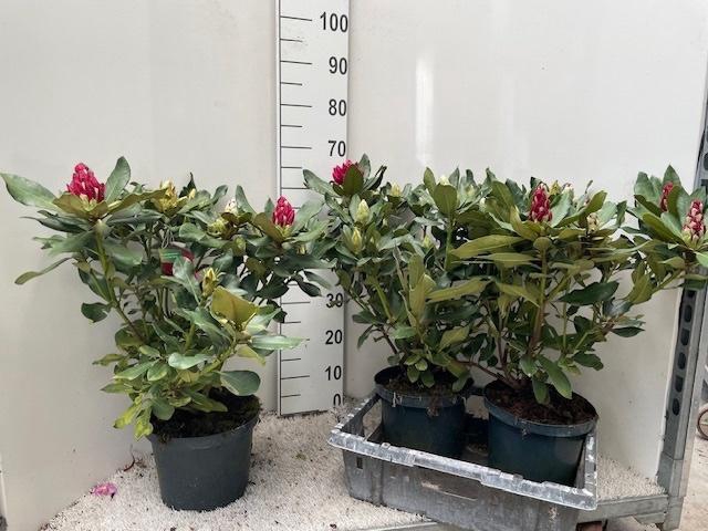 <h4>RHOD CAT NOVA ZEMBLA</h4>