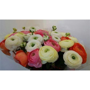 Ran Suc 1st Mix Pastel Mix