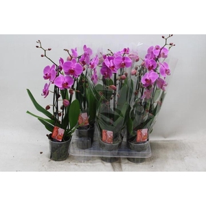PHAL EL CASCADE