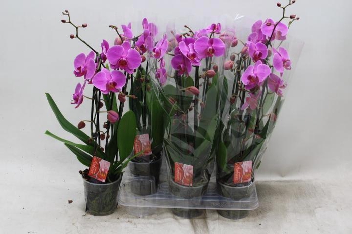 <h4>PHAL EL CASCADE</h4>