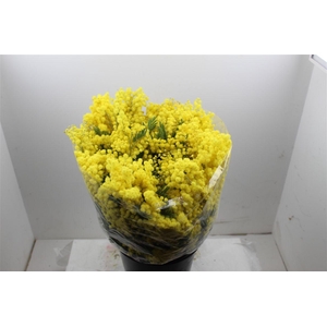 Mimosa Mirandol 150 Gr