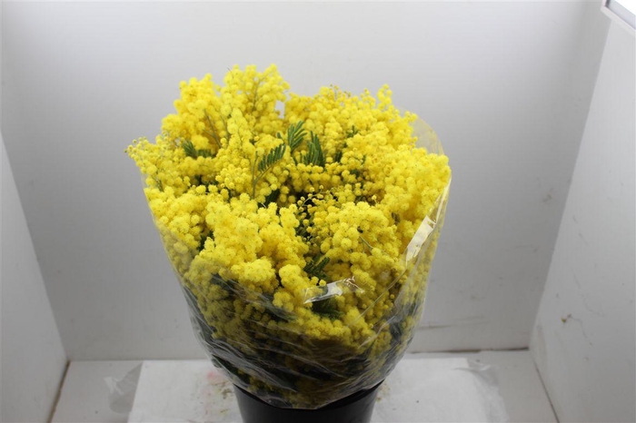 <h4>Mimosa Mirandol 150 Gr</h4>