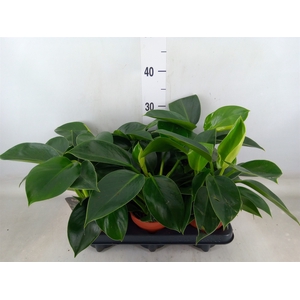 Philodendron  'Green Princess'