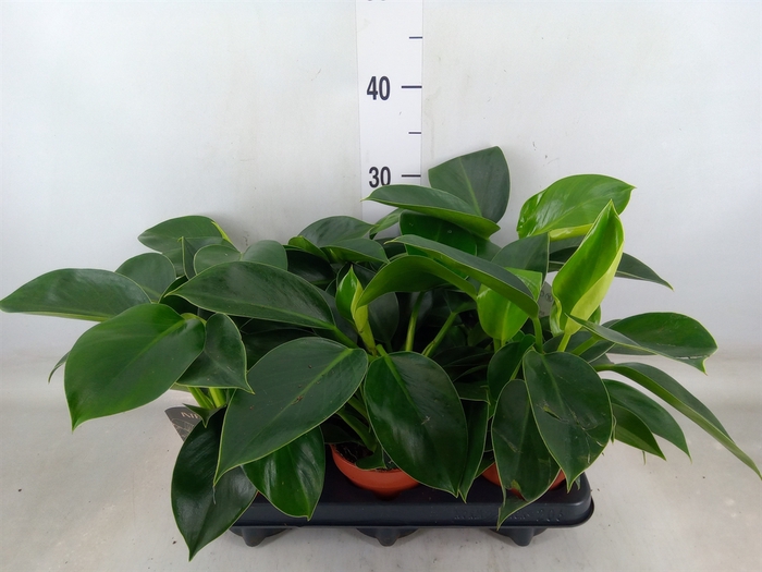 <h4>Philodendron  'Green Princess'</h4>