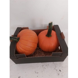 Sier Cuc P Maxima Halloween X2