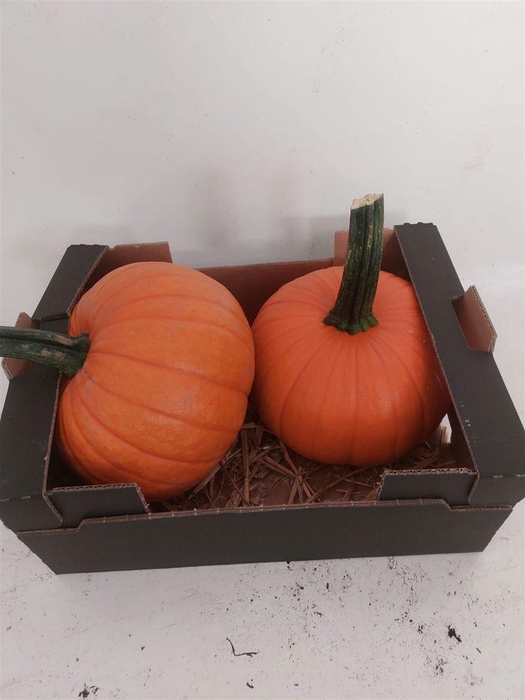 <h4>Sier Cuc P Maxima Halloween X2</h4>
