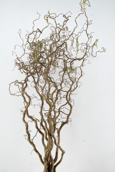 <h4>CORYL AV CONTORTA 2 JARIG 180CM</h4>