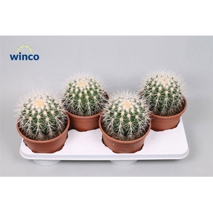 Echinocactus Grusonii Albispinus