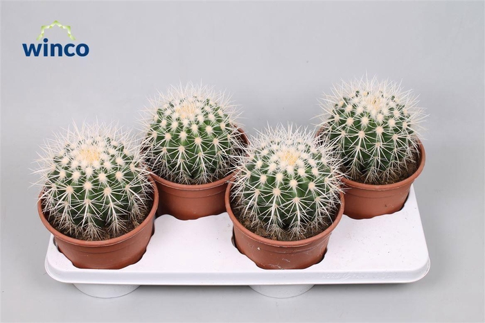 <h4>Echinocactus Grusonii Albispinus</h4>