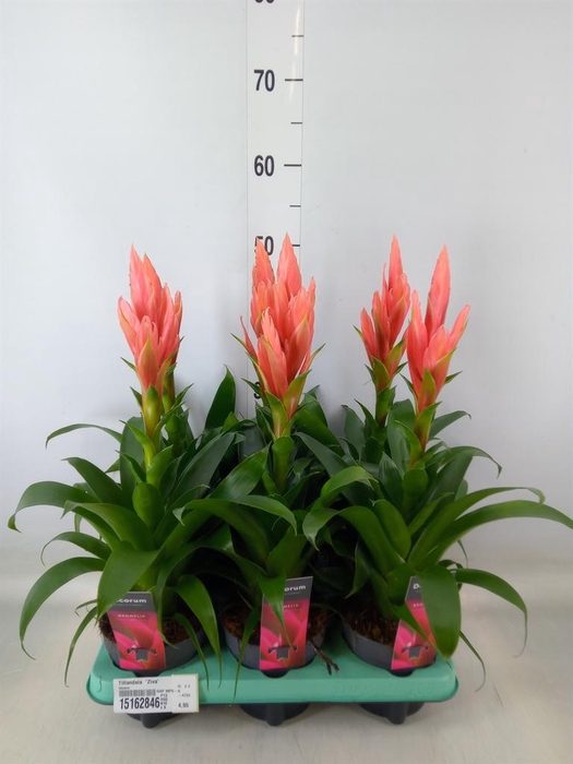 <h4>Tillandsia  'Ziva'</h4>