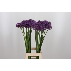 Allium Stratos