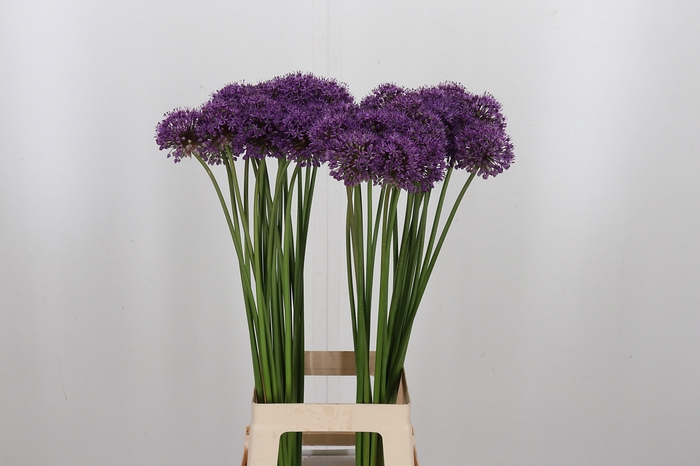 <h4>Allium Stratos</h4>