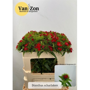 Di Barb B Scharlaken