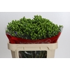 Hypericum Jungle Romance Spray