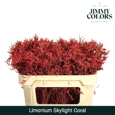 <h4>Limonium Skylight L70 Coral</h4>