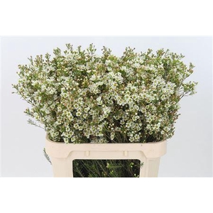 Chamelauc White Crystal Pearl