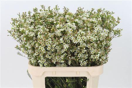 <h4>Chamelauc White Crystal Pearl</h4>