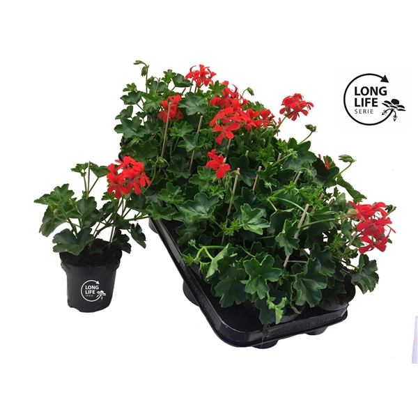 <h4>LongLife Peltatum Balkon Red</h4>