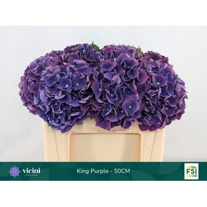 HYDR M ROYAL KING