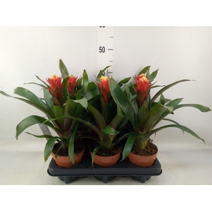 Guzmania  'Happyness'