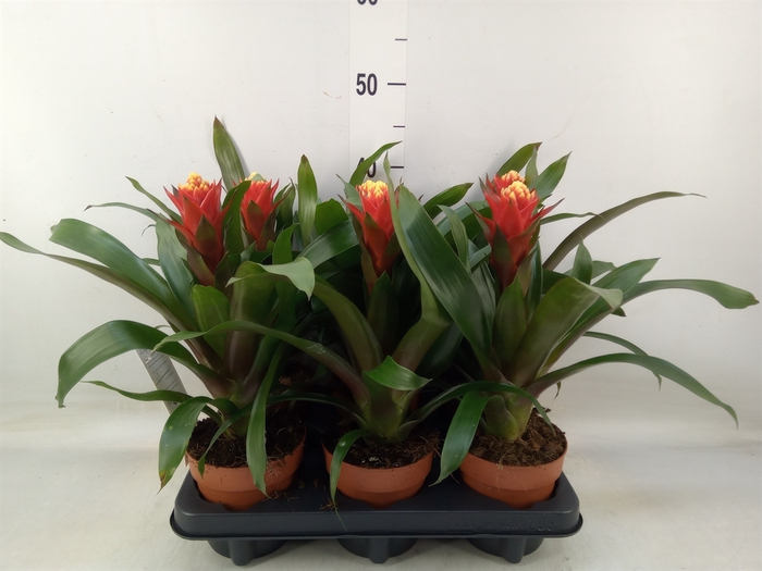 <h4>Guzmania  'Happyness'</h4>