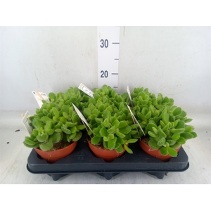 Cotyledon tome. 'Green Footprint'