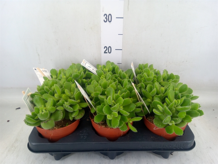 <h4>Cotyledon tome. 'Green Footprint'</h4>