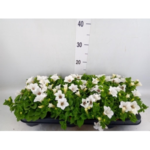 Petunia  'Surfinia Baby White'