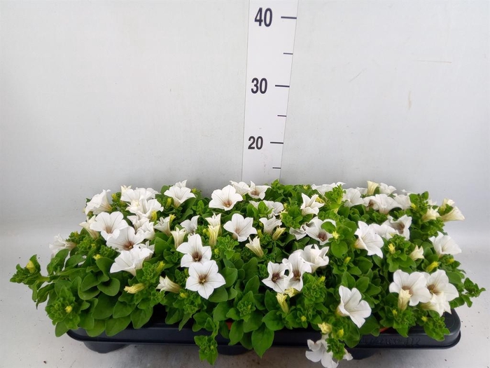 <h4>Petunia 'Surfinia Baby White'</h4>