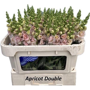 Antirrhinum Double Apricot 70cm