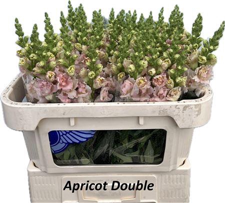 <h4>Antirrhinum Double Apricot 70cm</h4>