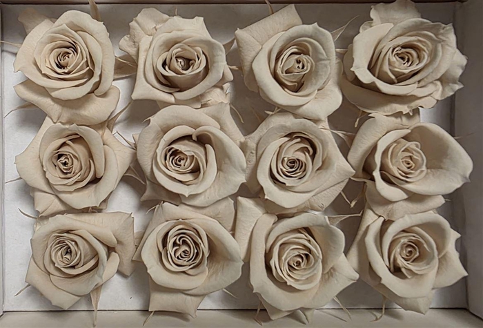 <h4>Ro Pres Mini Sand</h4>